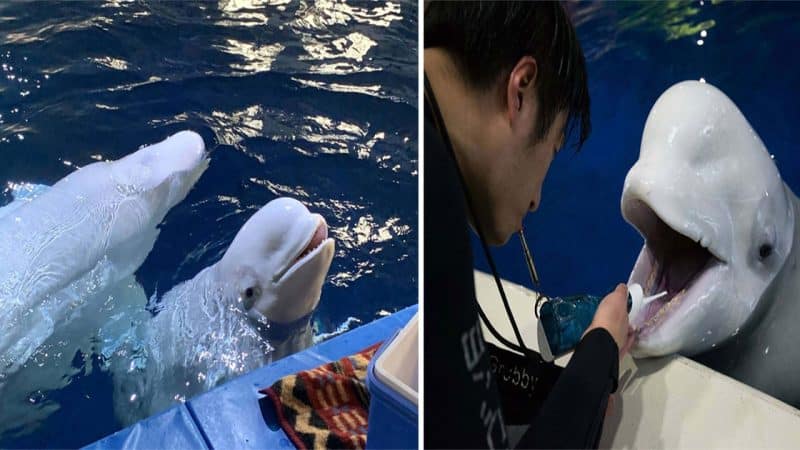 Heartwarming Rescue: Beluga Whales Liberated from Show Performances Find New Sanctuary Life