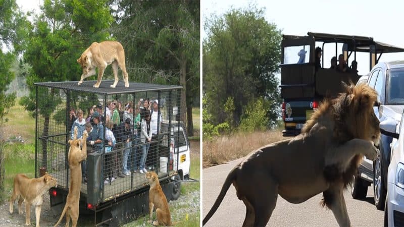 Lion Explains to Tourists Why Windows Must Be Shut