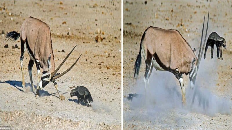 Regretful Encounter: Photos Capture a Honey Badger’s Failed Fight with a Massive Oryx