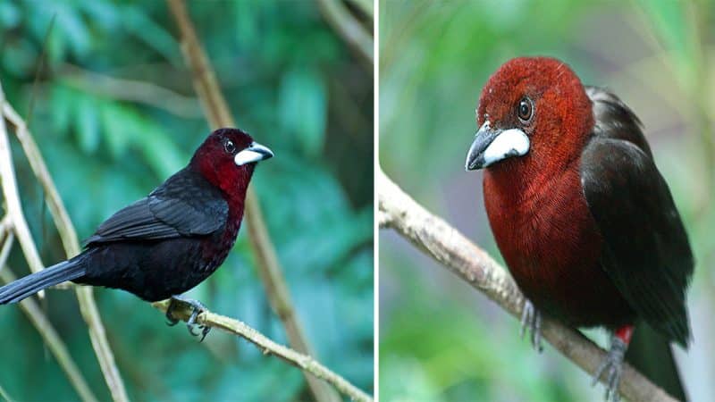 The Silver-beaked Tanager: A Jewel of the Avian World