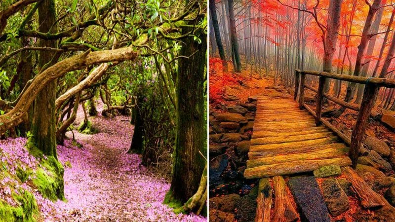 Natural Rhododendron Tunnels in Reenagross Park, Kenmare, Ireland: A Floral Paradise