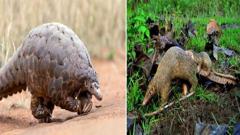 Giant Pangolin (Manis gigantea): The Enigmatic Armored Mammal