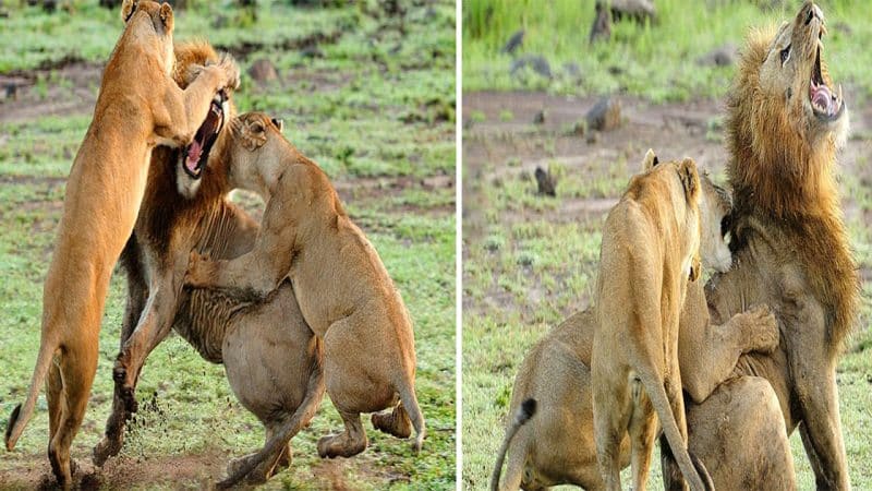 Battle of the Pride: Lionesses Protect Cubs and Unleash Fury on Intruding Male