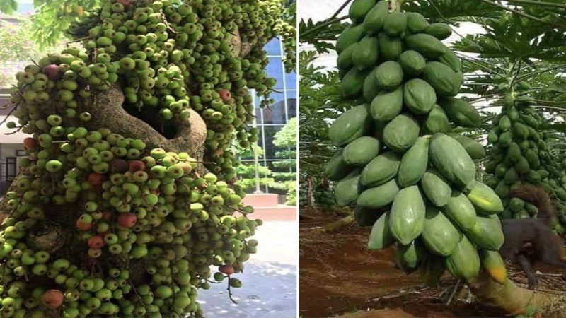 Abundant Delights: Indulging in the Tempting and Irresistible Superfruits from Lush and Fruitful Trees