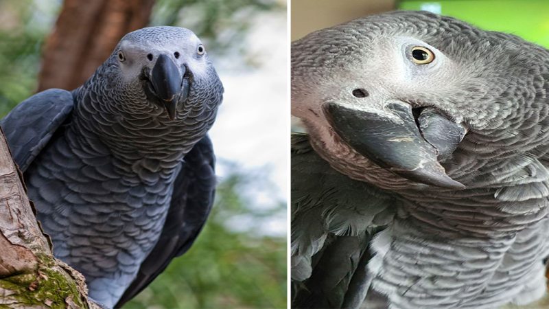 Rocco: The Charming Parrot with a Captivating Personality