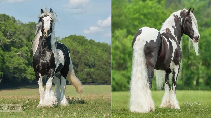 One of the most famous Gypsy Vanner horses in the world was the incomparable Miss Pearlie King