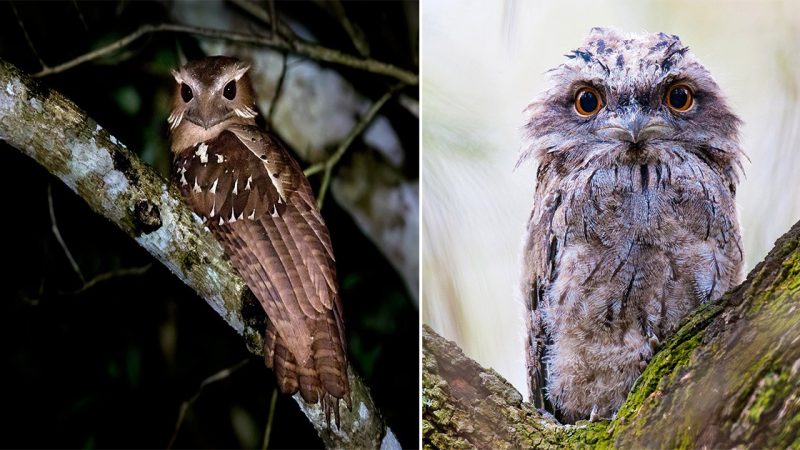 Batrachotomus auritus is a species of bird in the Podargidae family. It is found in Brunei, Indonesia, Malaysia, and Thailand, in subtropical or tropical moist lowland forests. Recording its habitat puts its existence at risk, and the International Union for Conservation of Nature has listed it as “near-threatened”.