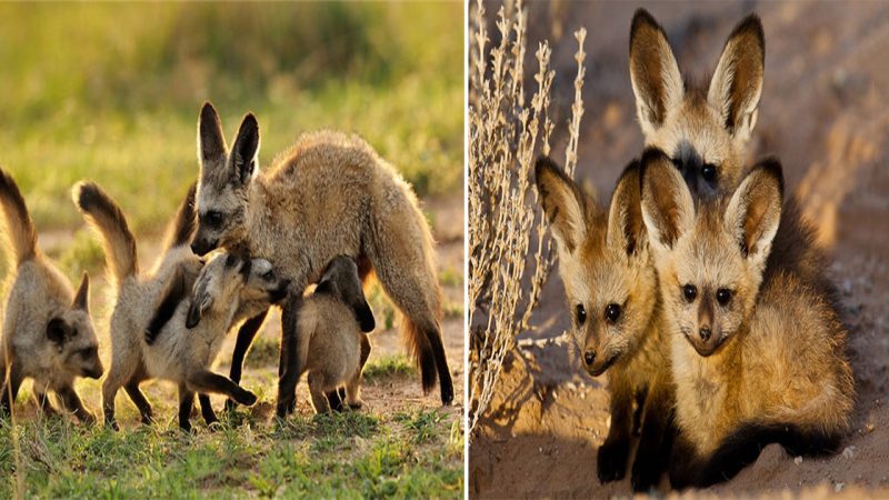 “Exploring the Enchanting World of Bat-Eared Foxes: Unique Features, Social Behavior, and Conservation Challenges”