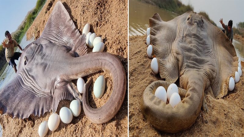 The once-in-a-thousand-year moment when giant rays climb the riverbank to lay eggs