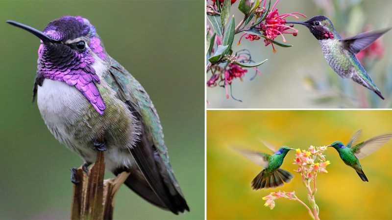 Hummingbirds: Nature’s Dazzling Aerial Acrobats