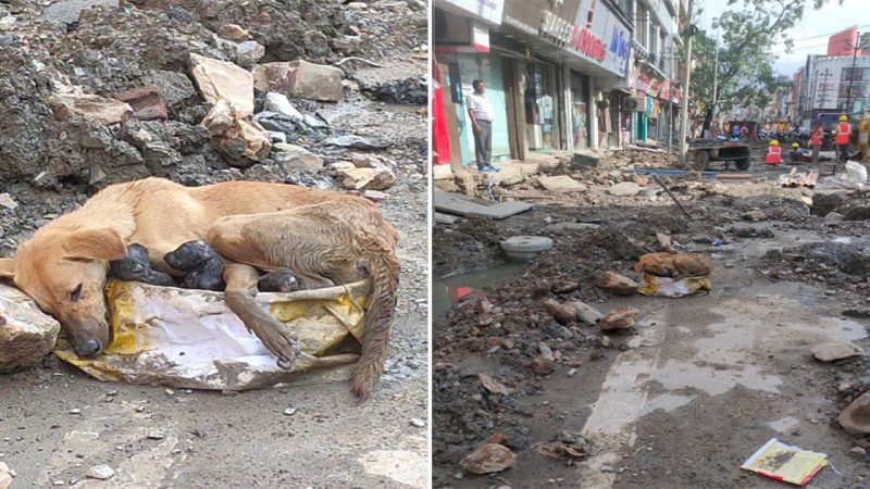 My mother dog sacrifices herself to protect her newborn puppies amidst rubble.