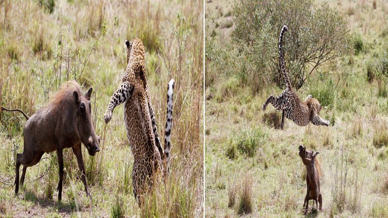 Flying Leopard Stuns in Dramatic Pounce on Warthog in Kenya