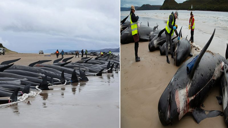 Collective Stranding of Whales: Unraveling the Mystery Behind a Disturbing Phenomenon