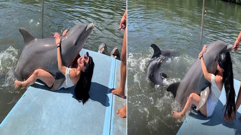 Unforeseen Encounter: Miami Travel Agent Surprised by Dolphin’s Unusual Behavior