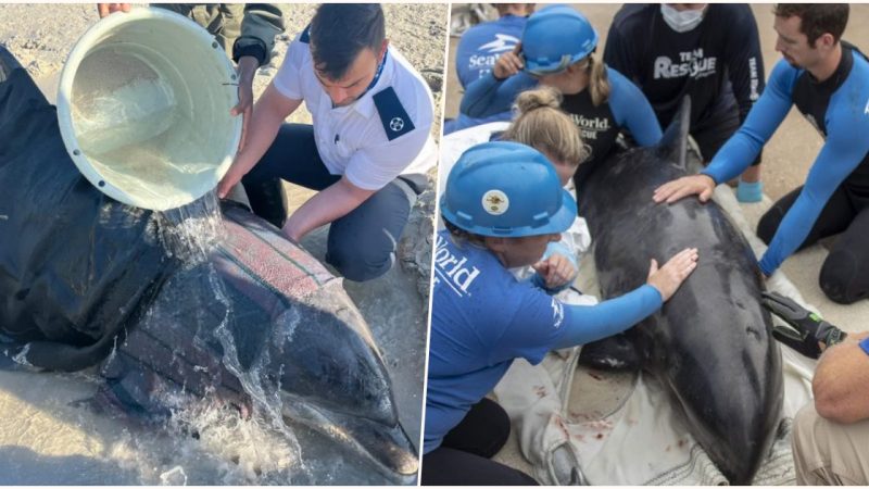 Surfers’ Incredible Rescue: Returning Beached Dolphin Family to the Ocean