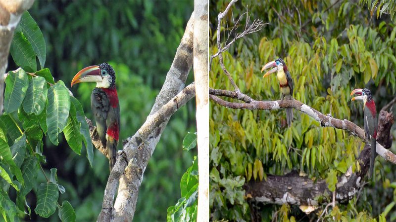 The Enigmatic Beauty of the Curl-crested Aracari