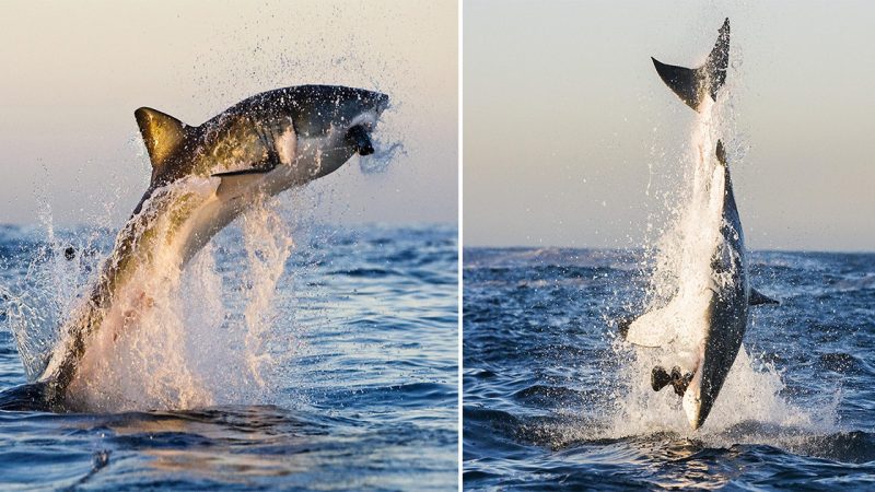 Incredible Action: 2,000-Pound Great White Shark Captures Seal in Astonishing Breaching Display