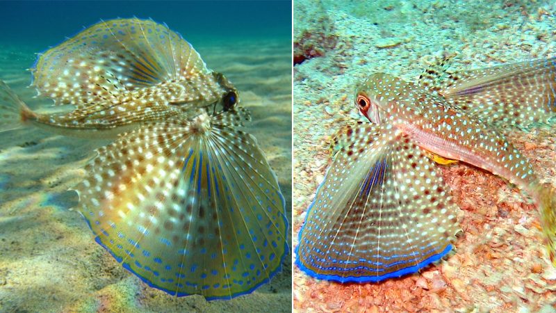 The Oriental Flying Gurnard: A Captivating Fish with Unique Features and Gliding Abilities