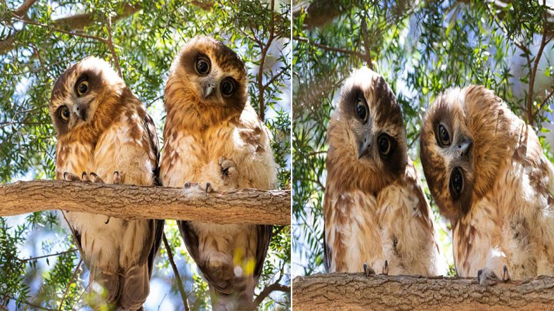 Charm of the Owls: Discover the Joyful Expressions of These Wide-Eyed Beauties in a Delightful Photoshoot