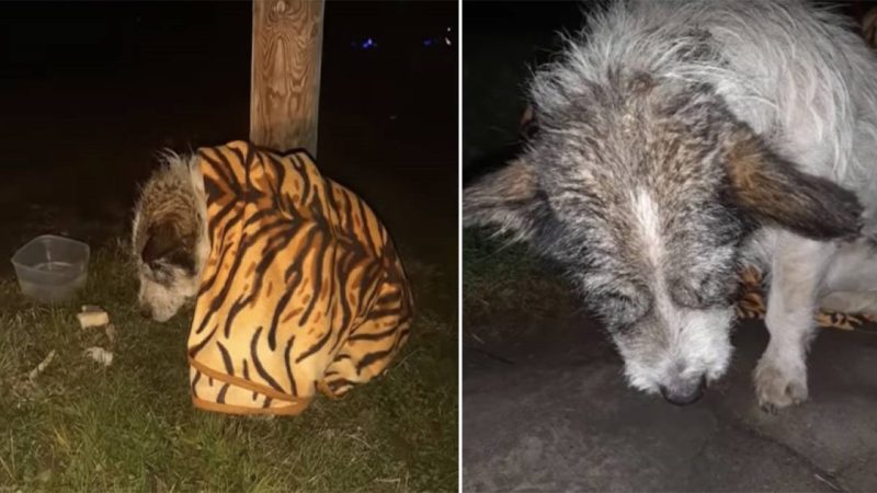 A dog, chained to a wall her entire life, breaks down in tears when someone finally sets her free, embracing newfound freedom.