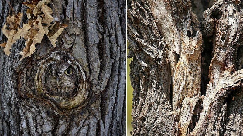 Masters of Disguise: The Enigmatic Camouflage of Owls