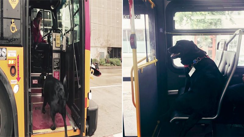 Seattle’s Independent Bus-Riding Dog: Eclipse’s Solo Adventures