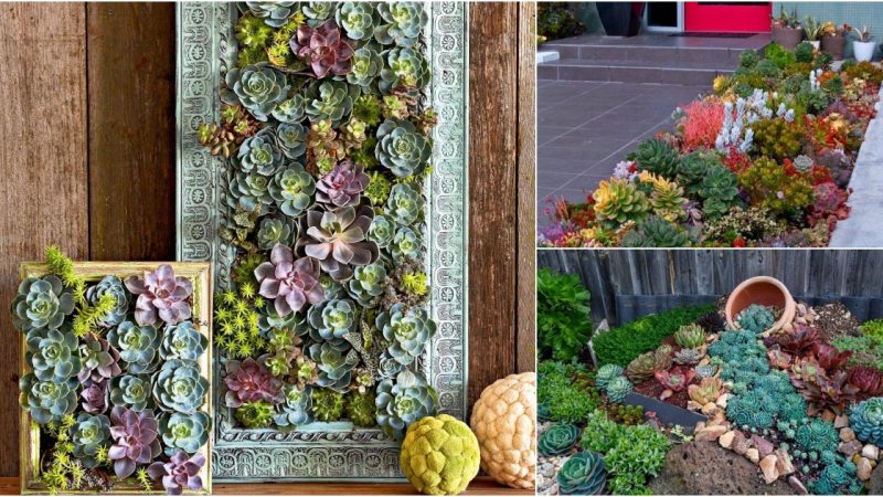 21 Stunning Outdoor Succulent Wall Garden Ideɑs