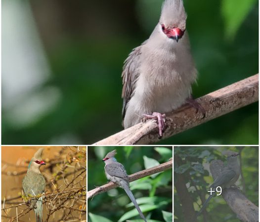 A Palette of Elegance: Unveiling the Blue-Naped Mousebird’s Unique Beauty