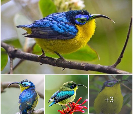 Coppery-tailed Coua: Madagascar’s Precious Avian Jewel