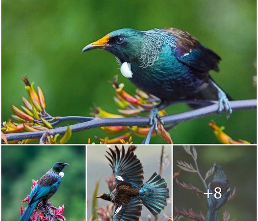 Prosthemadera novaeseelandiae: The Enchanting Bellbird Species of New Zealand with a Mesmerizing Song