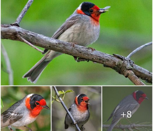 The Red-Faced Warbler: A Striking Avian Jewel of the Western United States