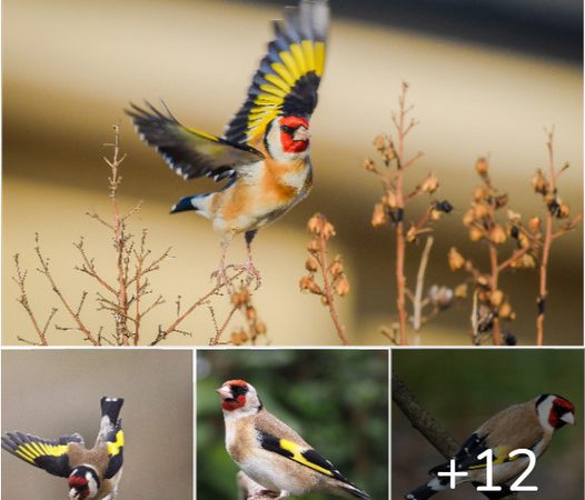 Siberian Goldfinch: A Glimpse into the World of a Golden Melodist