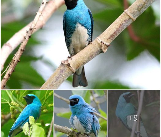 The Enigmatic Swallow Tanager: A Jewel of South American Skies