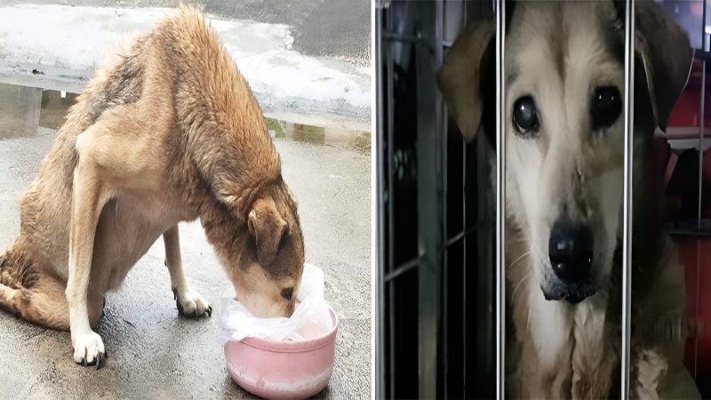 Resilience and Compassion: The Story of Kuya Bon, the Paralyzed Stray Dog