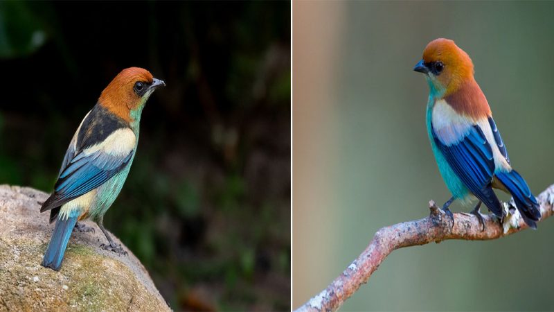 Beauty in Black: The Black-backed Tanager