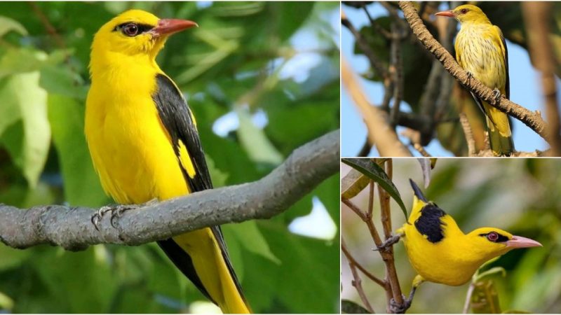 Introducing the Indian Golden Oriole, A Dazzlingly Yellow Bird With A Beautiful Black Accent Which Looks Like Eyeliner