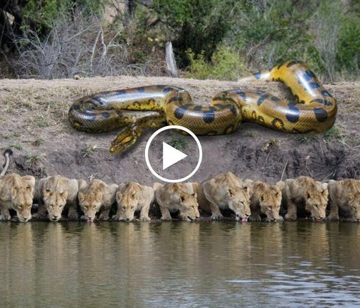 Lion vs. Giant Python: Clash of Titans in the Animal Kingdom