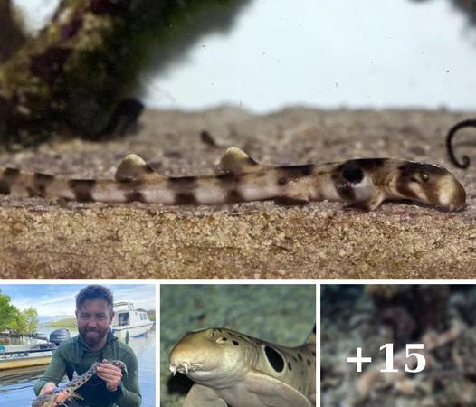 Rare ‘Walking’ Shark Species Spotted on Beach for the First Time in History