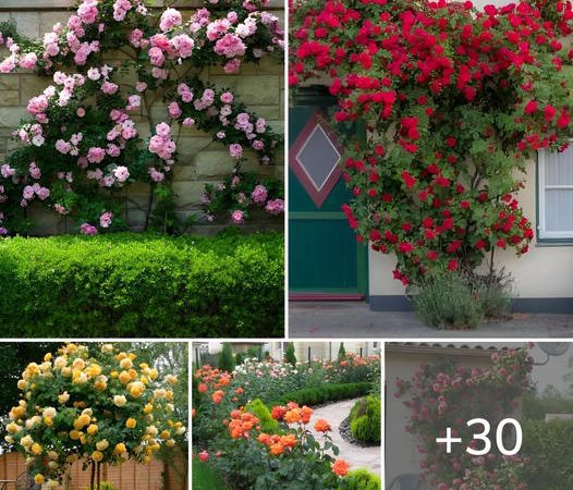 31 breathtakingly lovely ideas for inspiration about roses in the garden