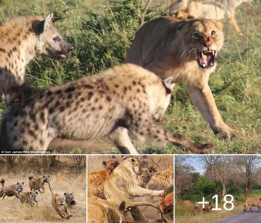 Survival Struggle: Lone Lioness’s Harrowing Escape from a Pack of Cunning Hyenas