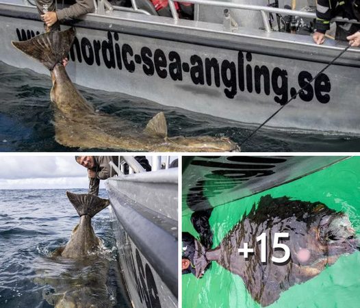 Norfolk Fisherman Achieves Record-Breaking Feat with Seven-Foot Halibut – Breaking International