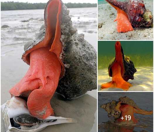 Giant Horse Conch: A Majestic Species on the Brink of Extinction