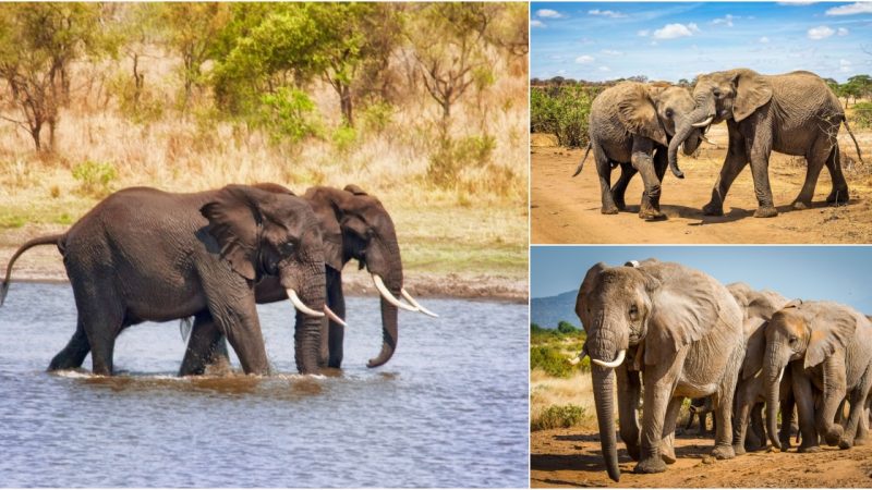 Elephants by the River: A Tale of Majestic Beasts and Flowing Waters