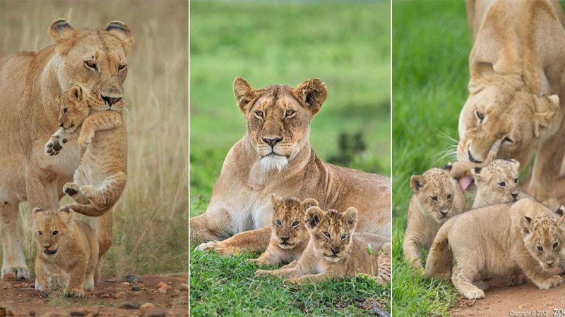 A Mother Lion’s Unconditional Love for Her Cub