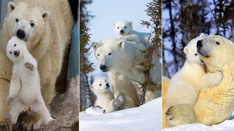 The Polar Bear: Monarch of the Arctic Ice Kingdom