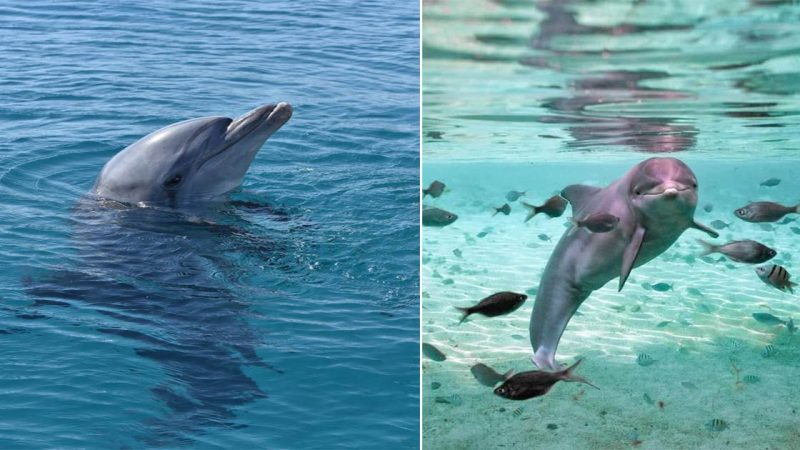 Dolphins in Nature’s Embrace: A Symphony of Grace Beneath the Azure Waves