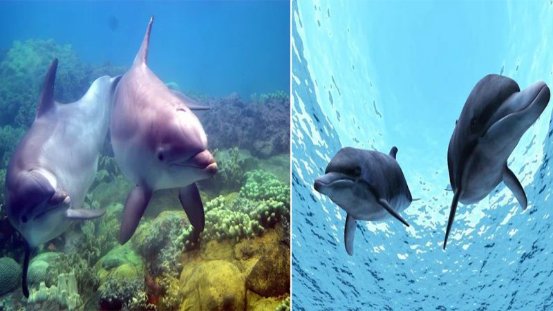 The Wonder of Animal Minds: Dolphins’ Amazing Understanding of Human Action