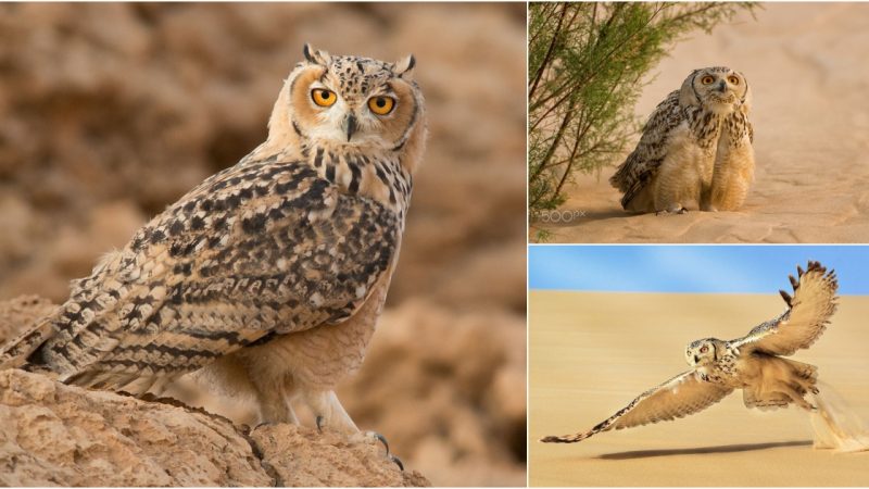 Exploring the mysterious beauty of the Pharaoh’s eagle owl in the Dubai desert