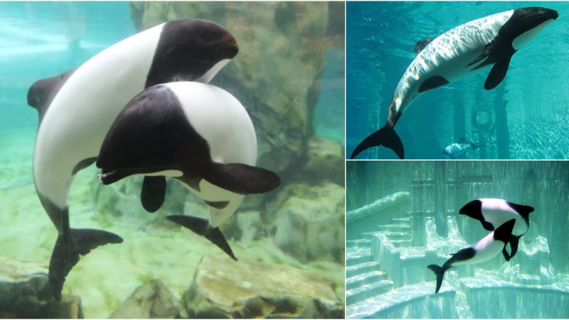 Discovering the Enigmatic Commerson’s Dolphin