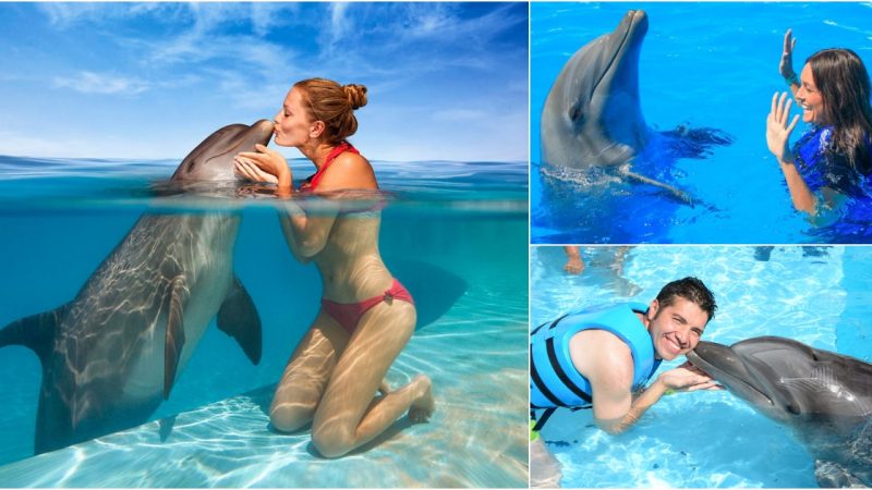 Dolphins: Kindred Spirits in Playfulness